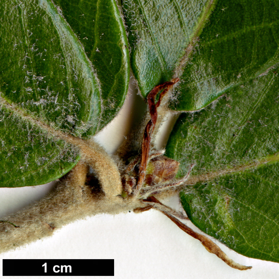 High resolution image: Family: Fagaceae - Genus: Quercus - Taxon: spinosa 
